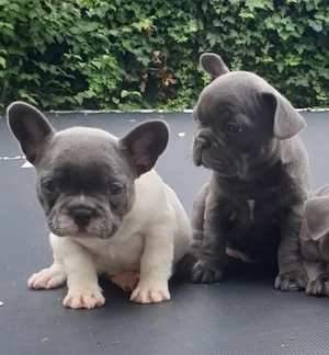   Zuckersüße Französische Bulldoggen Welpen mit Ahnentafel