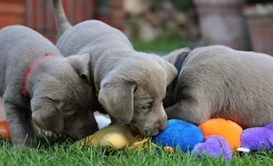 Reinrassige Silber Labrador welpen suchen liebevolles zu Hause