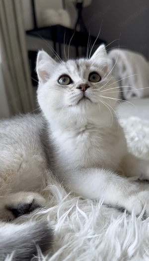 Reinrassige Bkh Katze Silver Shadad kitten 