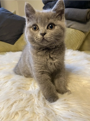BKH Kitten, reinrassig