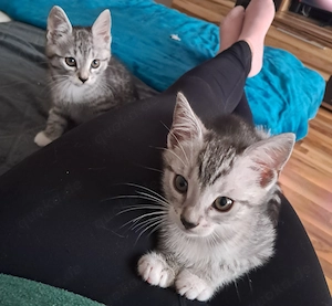 Noch 2 Ägyptische Mau - Hauskatze Mix Kitten suchen ein Zuhause 