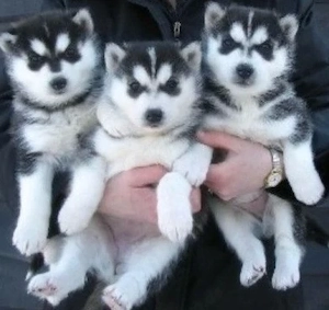 &&&& Siberian Husky Welpen mit blauen Augen &&&&