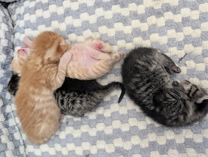 Katzenbabys