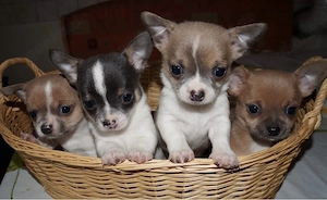 Chihuahua Welpen 
