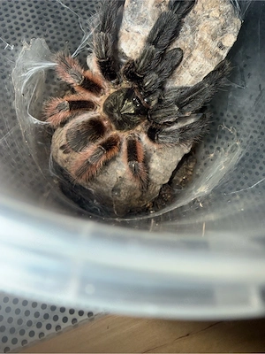 Psalmopeus Victori Nachzucht 