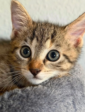 Kitten suchen ein Zuhause   