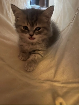BKH Kitten geimpft und entwurmt abgabebereit 