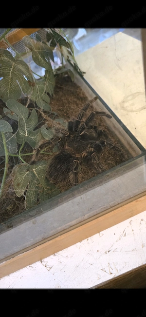 Brasilianische Riesenvogelspinne 