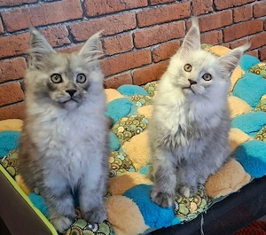  Wunderschöne Maine-Coon-Kätzchen abzugeben 