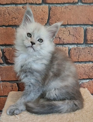  Unsere entzückenden Maine-Coon-Kätzchen suchen ein neues, liebevolles Zuhause. 