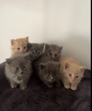 Nur noch 2 Bkh kitten warten abgeholt zu werden 
