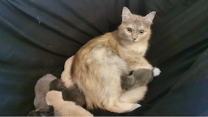 BKH kitten nur noch 1 weibchen wartet