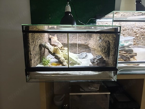 Skorpionschwanzgecko Pristurus Carteri mit Terrarium