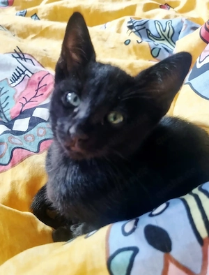 OKH Katzenkinder 