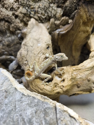Skorpionschwanzgecko Pristurus Carteri