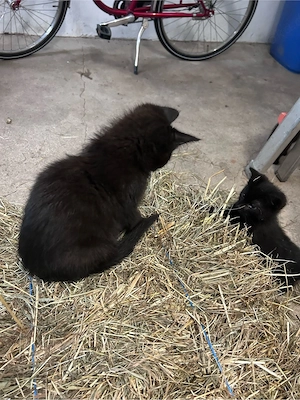 4 zutrauliche Kitten suchen ein Zuhause