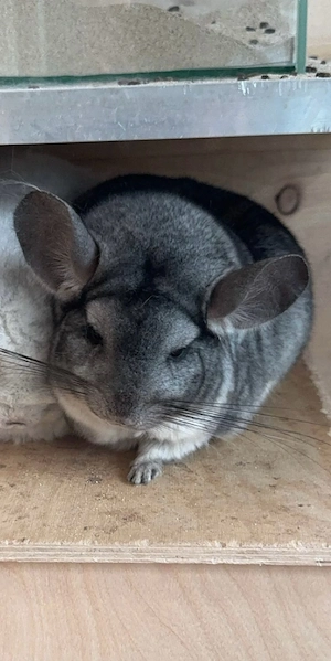chinchilla weibchen 