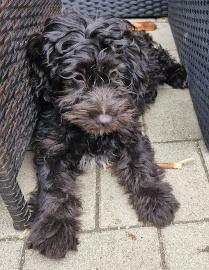 Mini Aussiedoodle, Mini Aussie x Zwergpudel