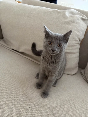 Süßes Kitten 12 Wochen alt