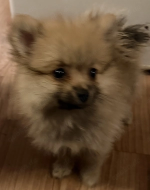 Pomeranian Deutsche Spitz