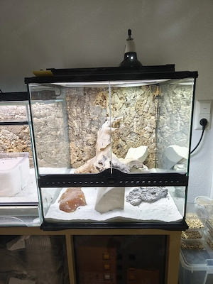 Skorpionschwanz Gecko Weiblich Pristurus Carteri mit Terrarium