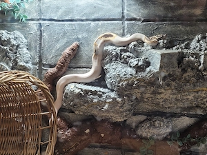 Verkaufe wegen Umzug großes Terrarium mit Tiger und Königspython Pieb.