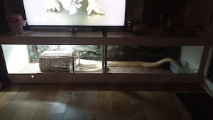 Verkaufe wegen Umzug großes Terrarium mit Tiger und Königspython Pieb.