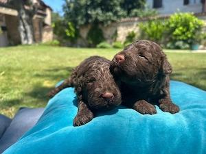 Reinrassige Lagotto Romagnolo Welpen zu verkaufen 