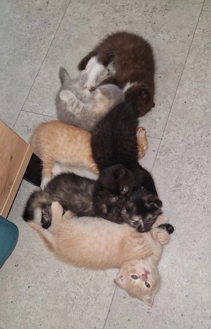 4 süße bkh ragdoll mix kitten suchen...