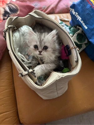 Zuckersüßes BKH-Perser-Mix Katzenmädchen  Rosie  (geb. 3. Mai) sucht ein liebevolles Zuhause!