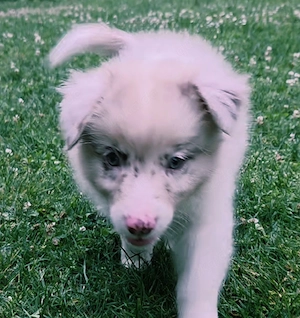 australian shepherd