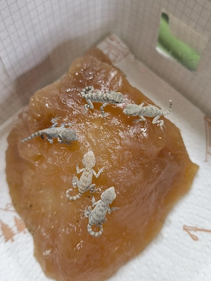 Skorpionschwanzgecko Pristurus Carteri