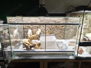 Skorpionschwanzgecko Babys mit Terrarium Pristurus Carteri