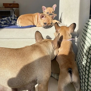 Französische Bulldoggenwelpen   Bald bereit für ihr neues Zuhause