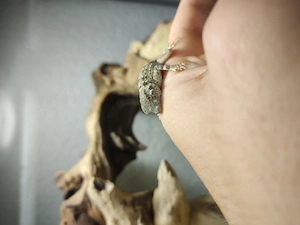 Skorpionschwanzgecko Pristurus Carteri