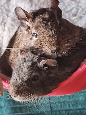 Zwei Degu Weibchen mit stabilem Metallkäfig, zwei Metalllaufrädern und Zubehör abzugeben