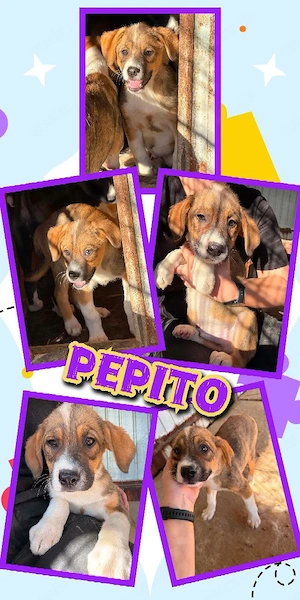 Pepito -   bald auf Pflegestelle in 91278 Pottenstein  