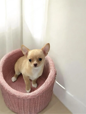 Chihuahua Hündin in Creme Kurzhaar ist Auszugsbereit