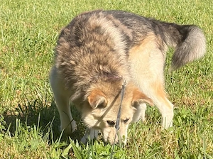  Husky Collie Rüde 5j 55cm 22kg Anfängerhund KINDERLIEB