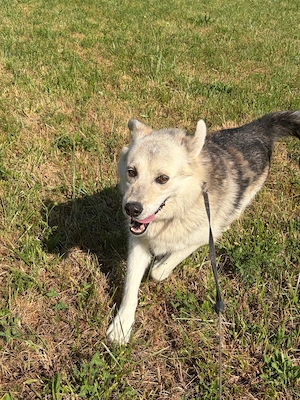 Husky Collie Rüde 5j 55cm 22kg Anfängerhund KINDERLIEB