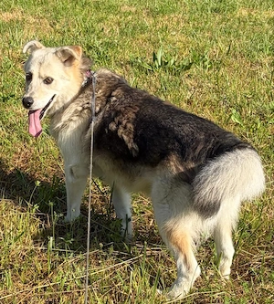  Husky Collie Rüde 5j 55cm 22kg Anfängerhund KINDERLIEB