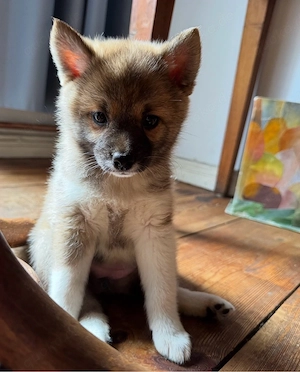 Exklusive Shibapoms - Pomskypoo x Shiba Inu Mädchen suchen liebevolle Familien