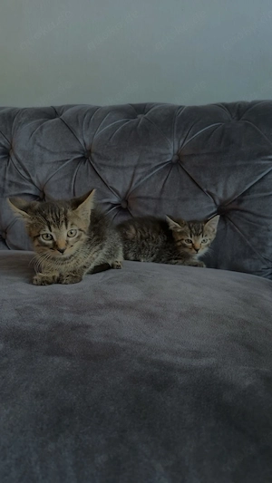 Katzenbabys abzugeben