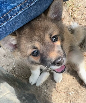 Exklusive Shibapoms - Pomskypoo x Shiba Inu Mädchen suchen liebevolle Familien