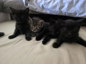 Maine Coon Mix Kitten 