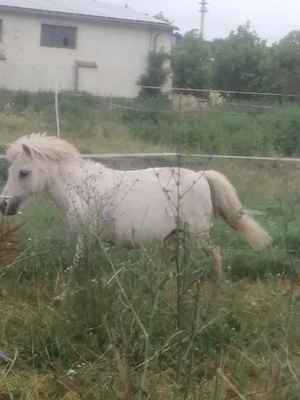 Pony stuten zu verkaufen 