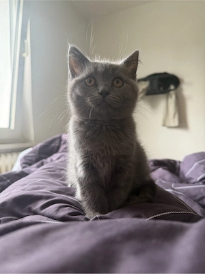 Katze ketten BKH British kurz Haare , junge