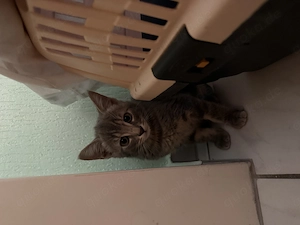 2 Katzenbabys abzugeben 