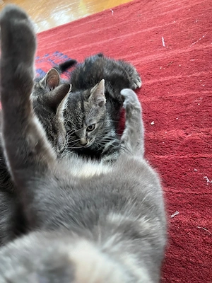 Kitten Katzenbabys Hauskatze