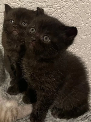 2 liebevolle Kitten suchen ihr Für-immer-Zuhaus